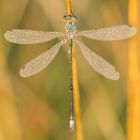 Wassertropfen in ihrer schönsten Form