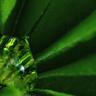 Wassertropfen in Lupinus Blättern