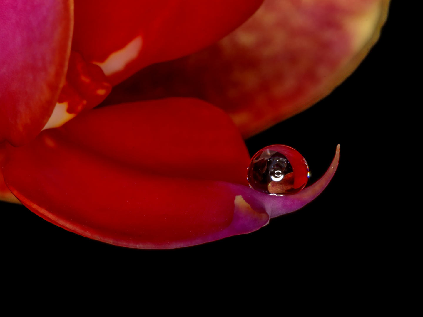 Wassertropfen in Orchideenblüte