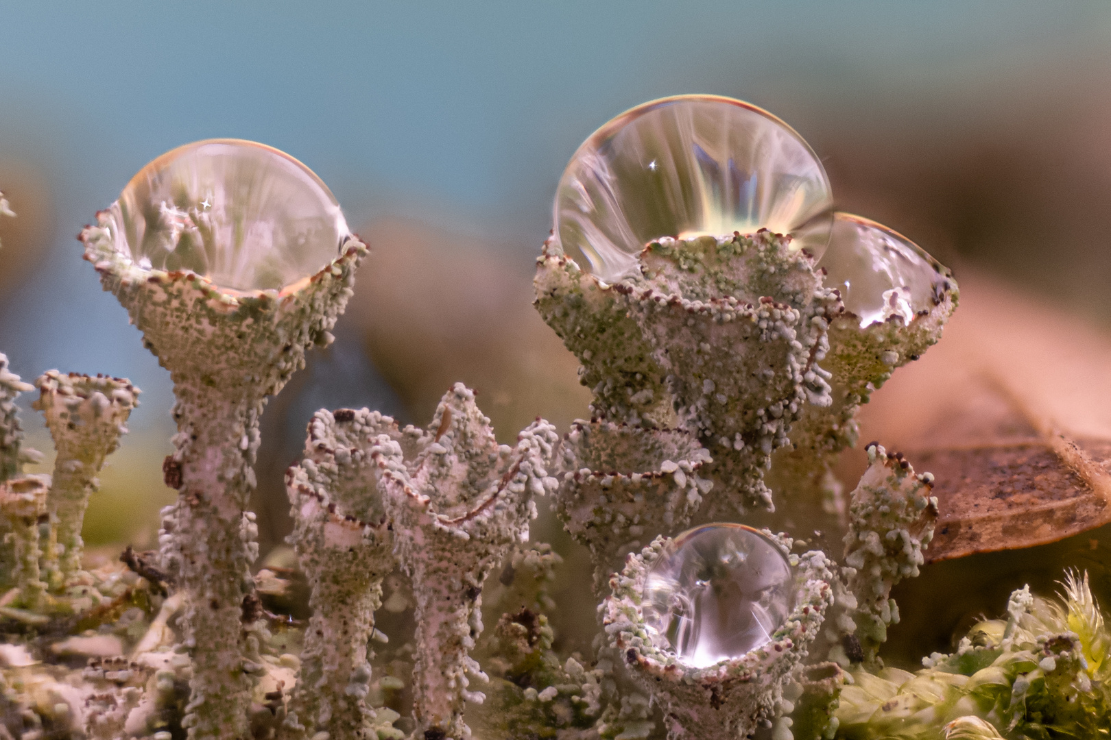 Wassertropfen in Trompetenflechte