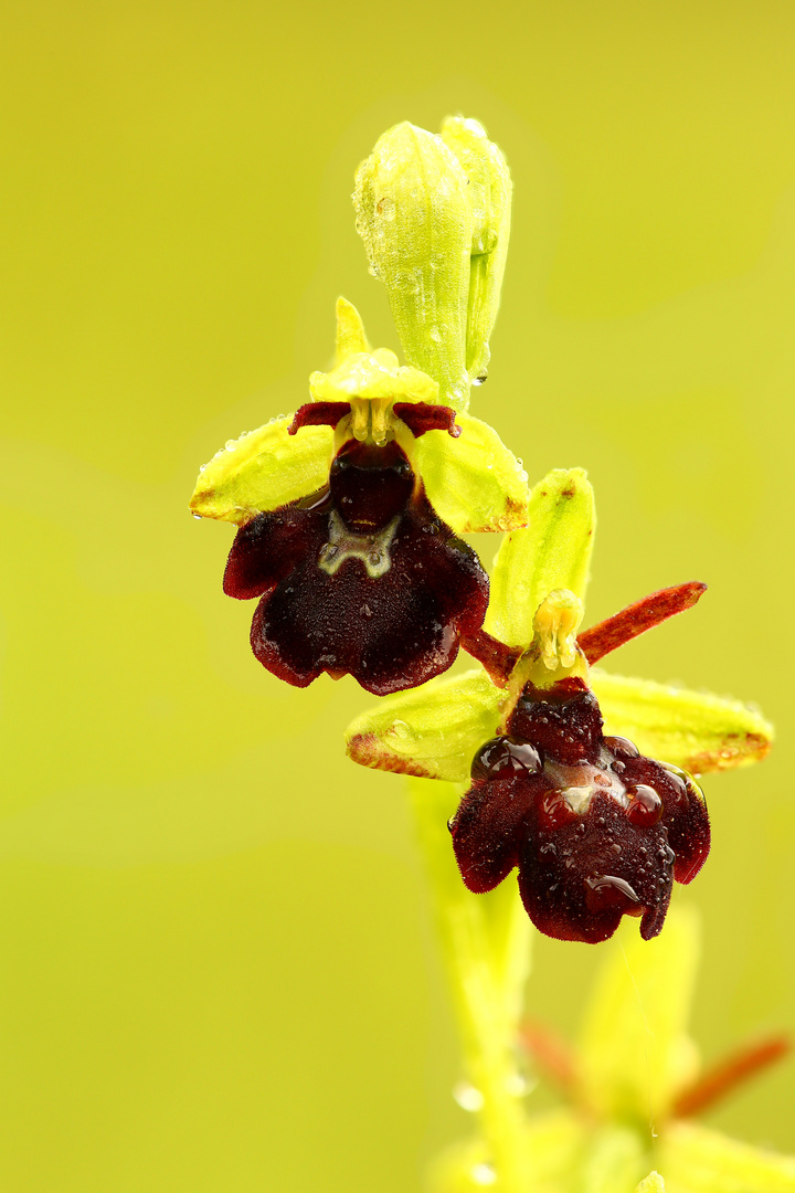 Wassertropfen können so verräterisch sein