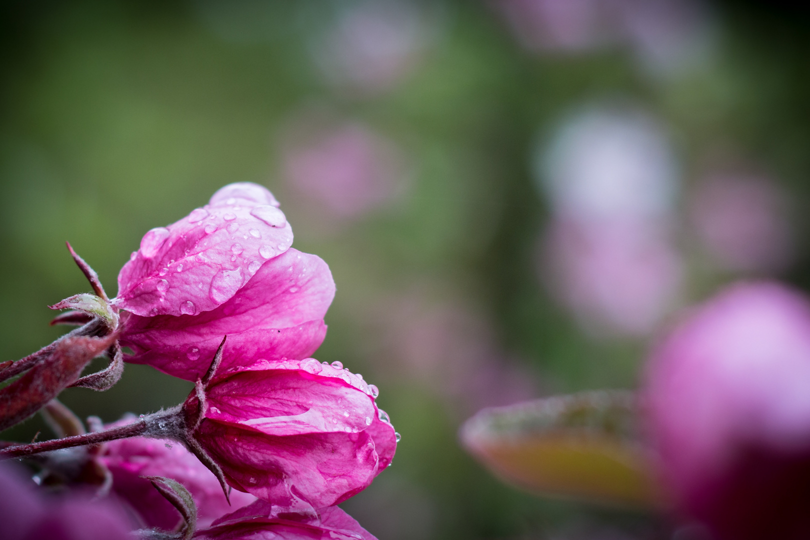 Wassertropfen küsst Apfelblüte