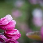 Wassertropfen küsst Apfelblüte