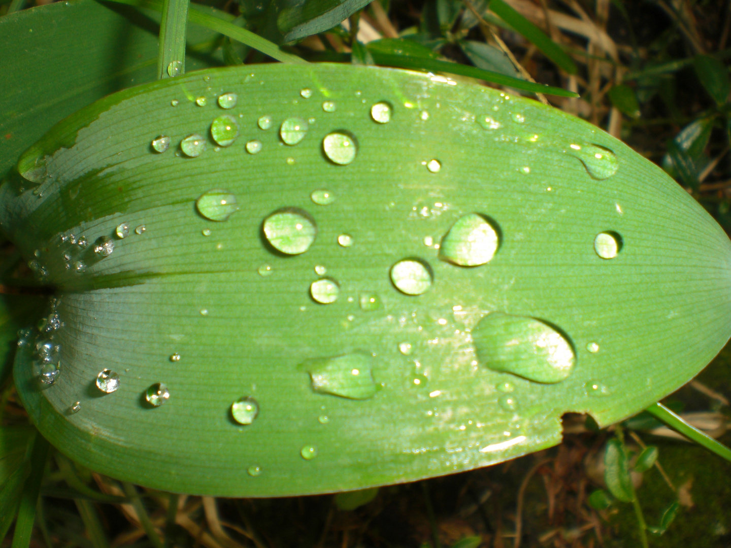 Wassertropfen Lotuseffekt