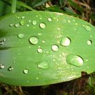 Wassertropfen Lotuseffekt