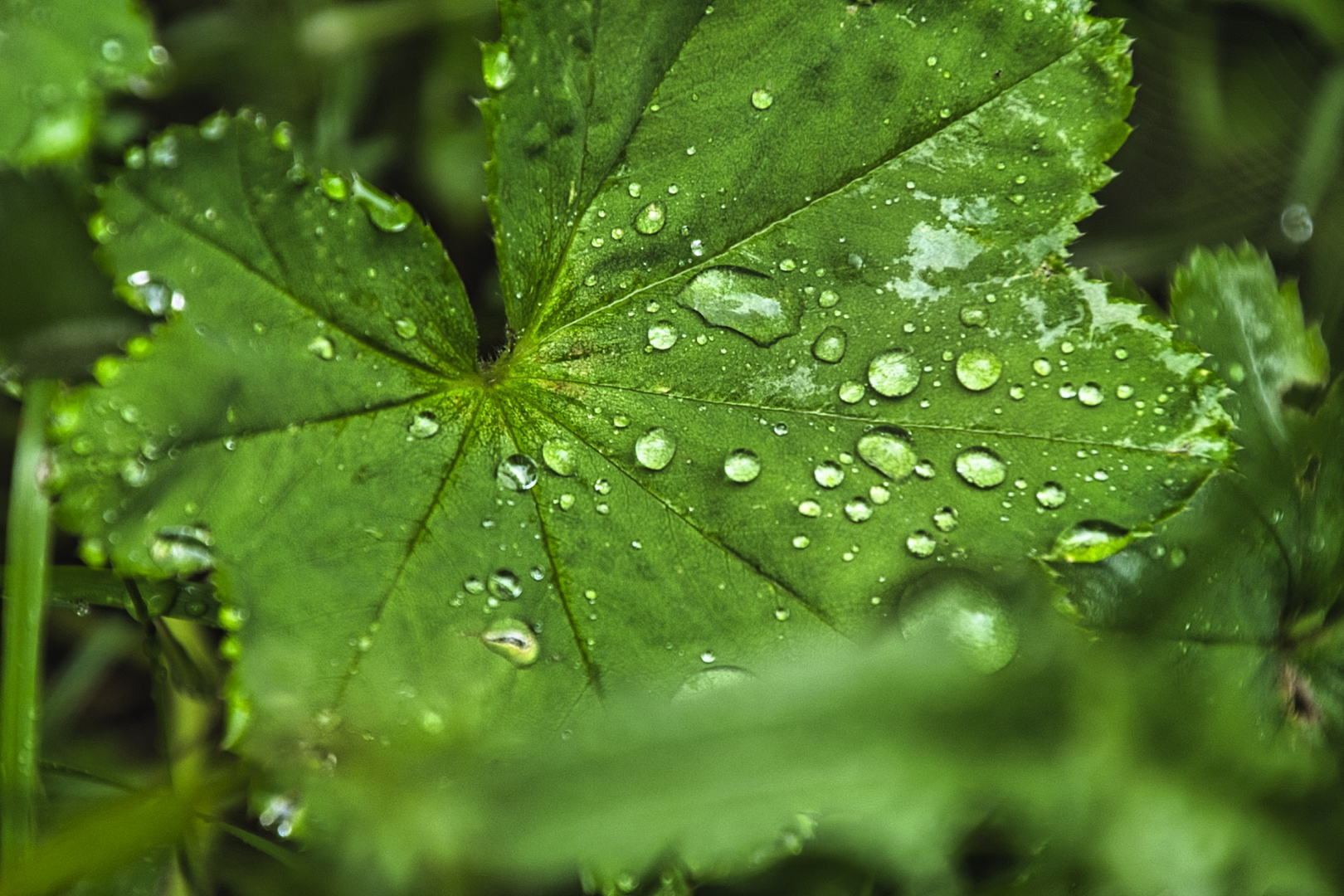 Wassertropfen (Makro)