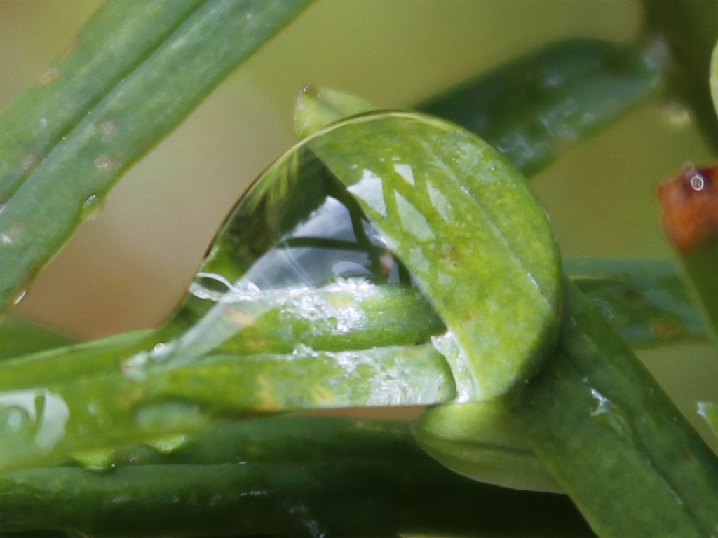 Wassertropfen-Makro