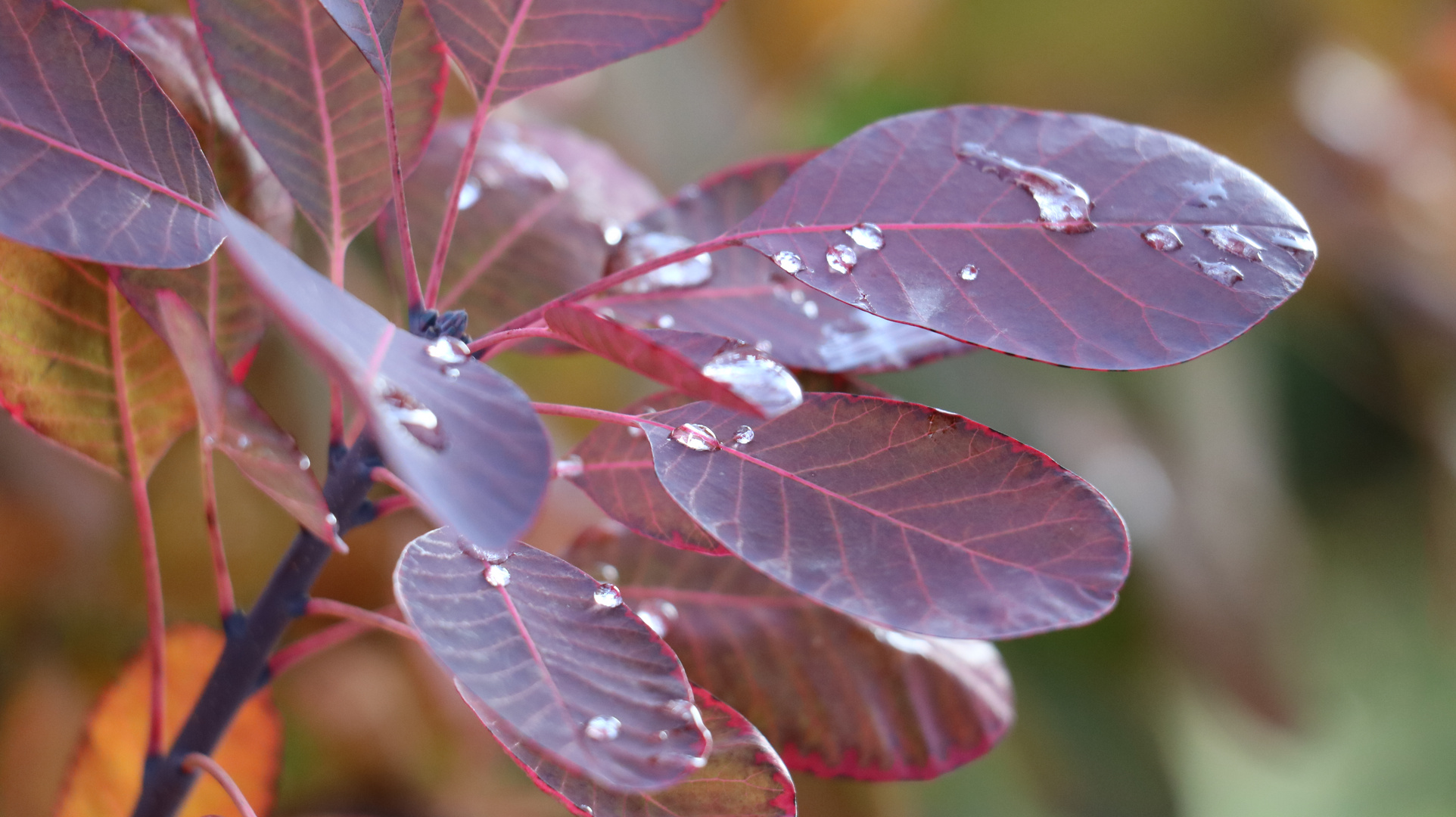 Wassertropfen Makro