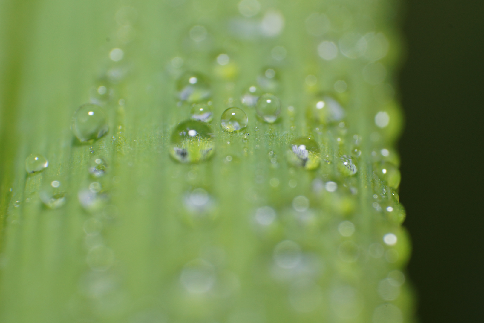 Wassertropfen Makro