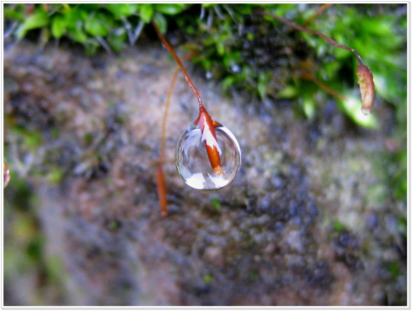 Wassertropfen - Makros