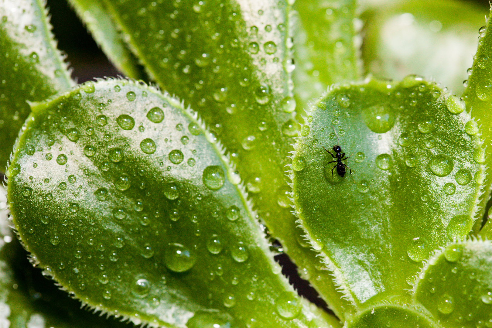 Wassertropfen mit Besucher