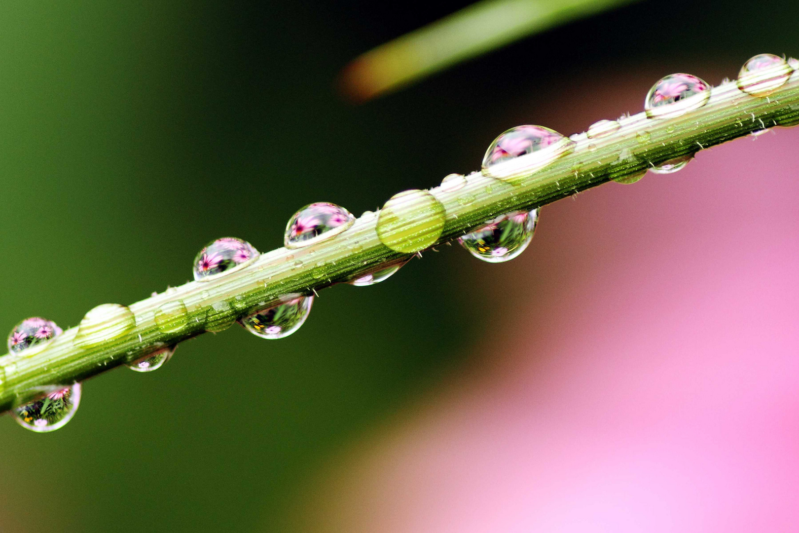 Wassertropfen mit Blümchen