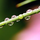 Wassertropfen mit Blümchen