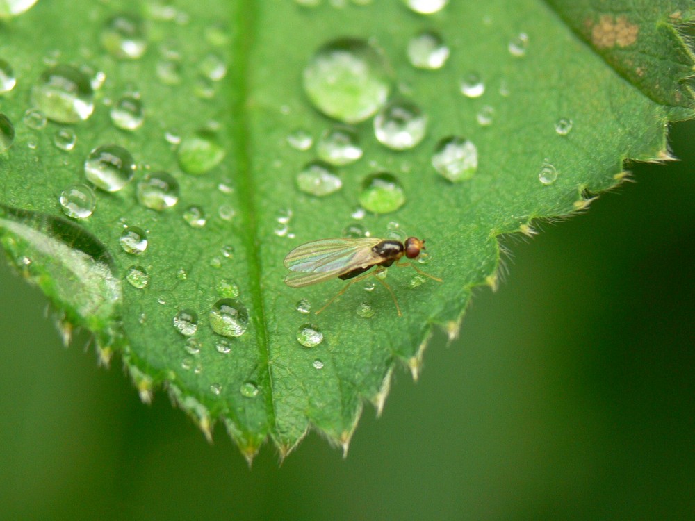 Wassertropfen mit Fliege