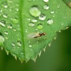 Wassertropfen mit Fliege