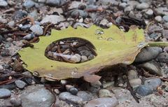 Wassertropfen mit Steinen auf Blatt