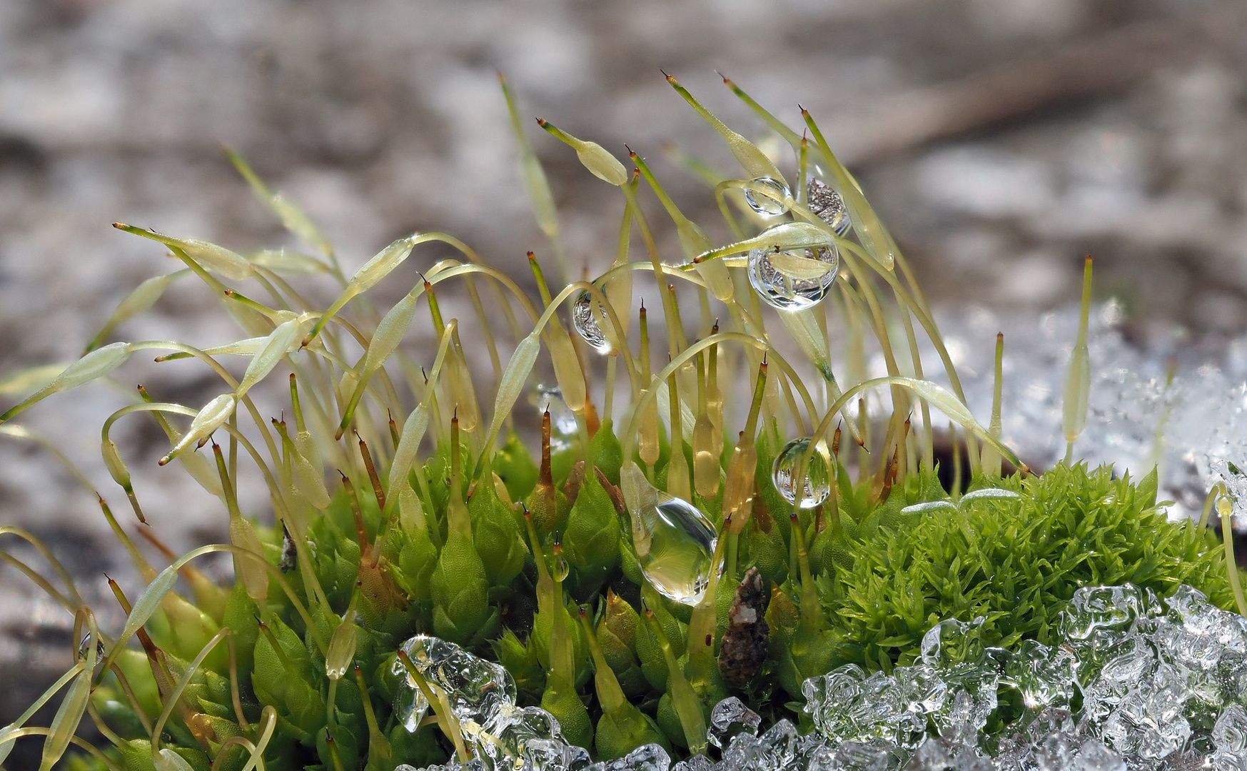 Wassertropfen Moos