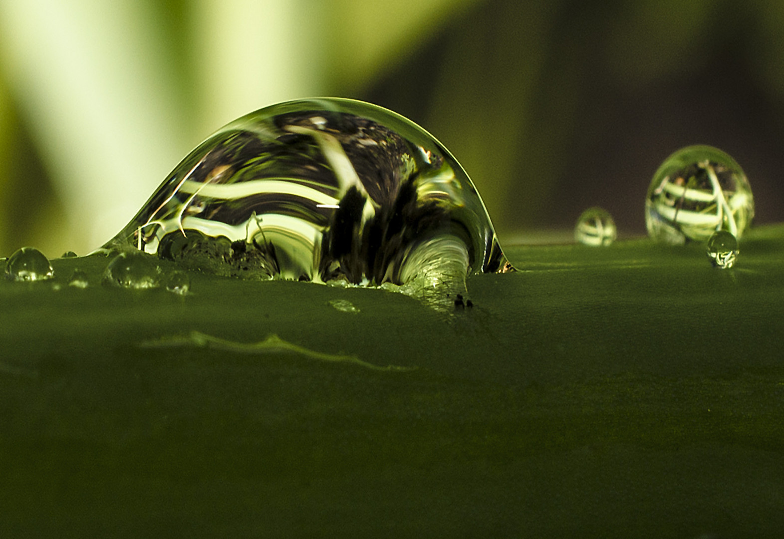 Wassertropfen nach dem Regen