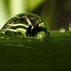 Wassertropfen nach dem Regen