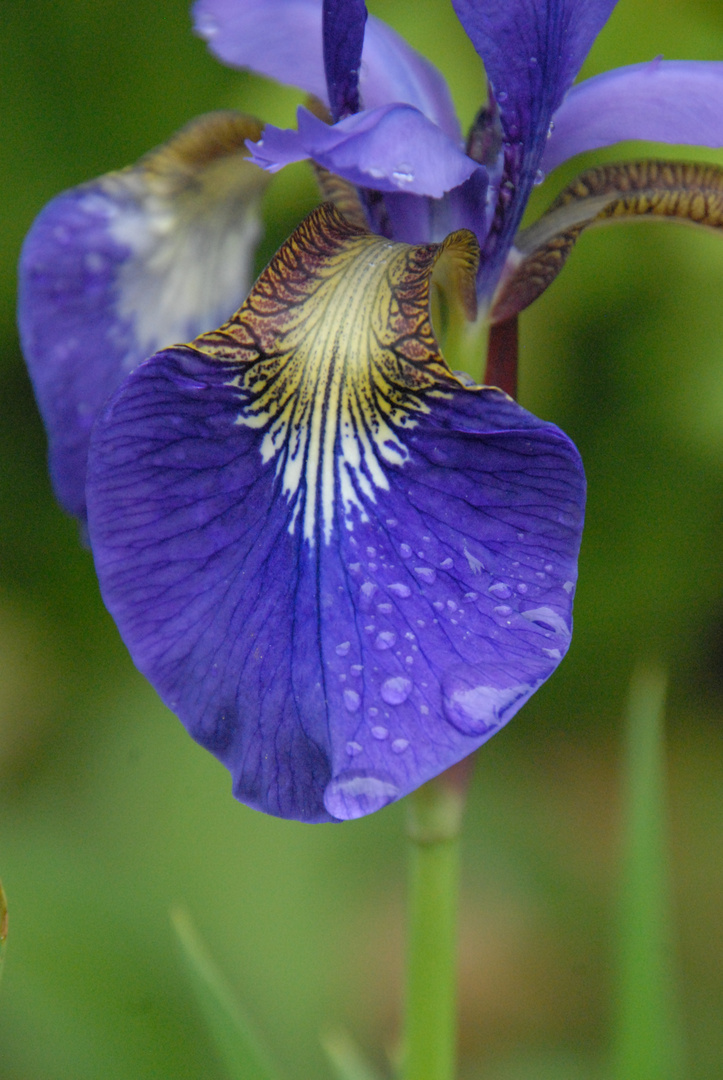 Wassertropfen nach dem Regen