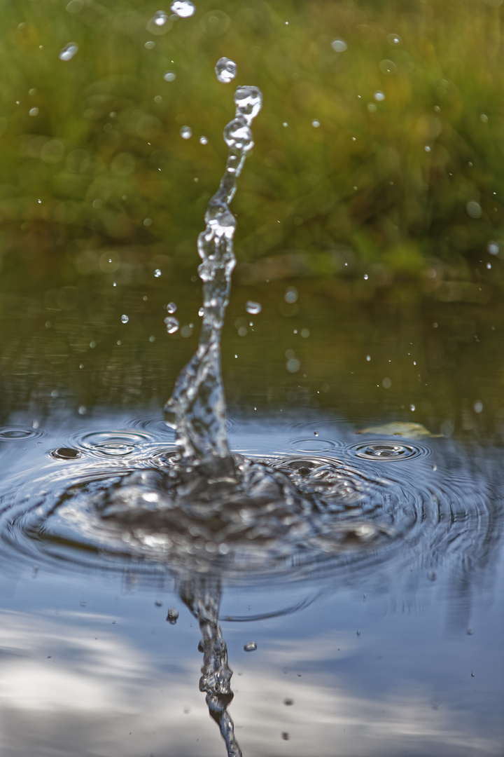 Wassertropfen nach dem Regenguss