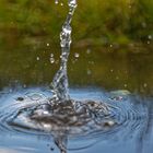 Wassertropfen nach dem Regenguss