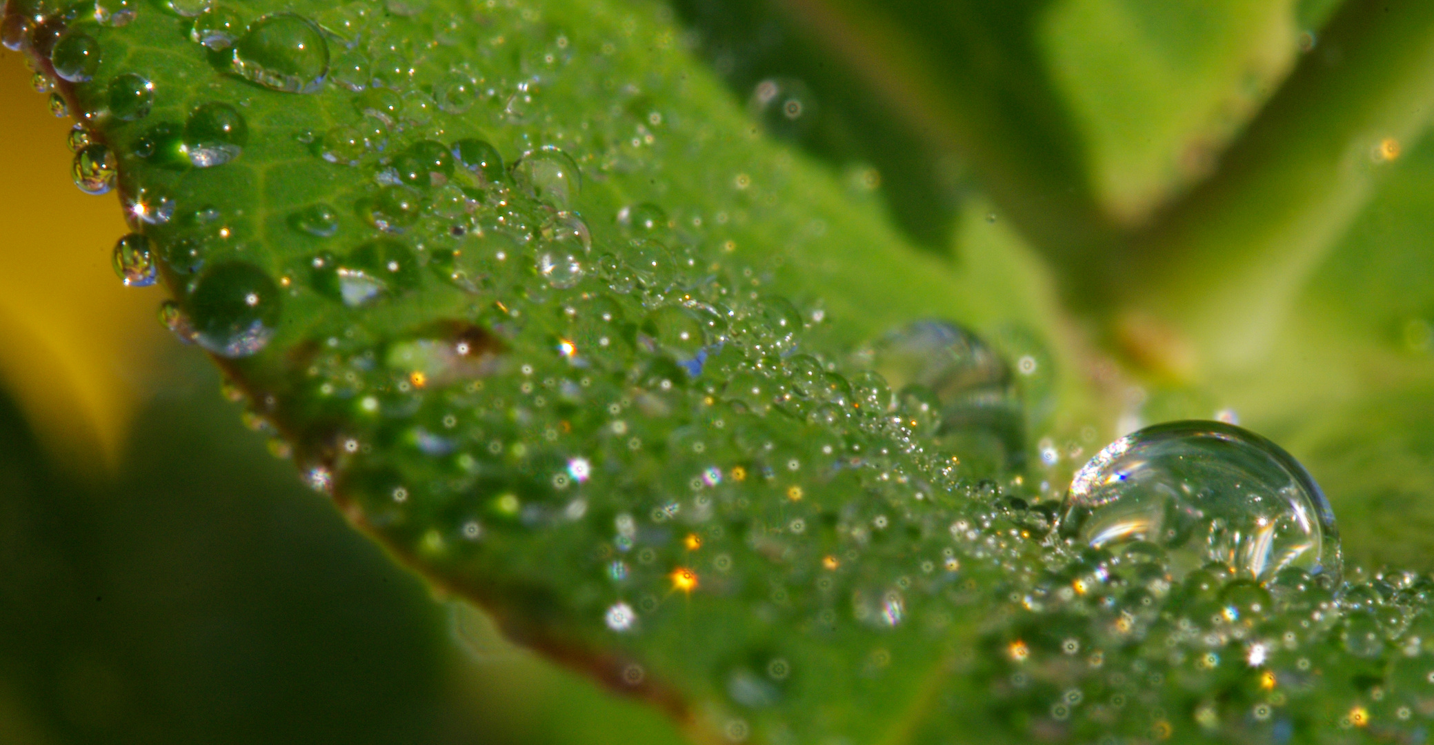 Wassertropfen - nah dran