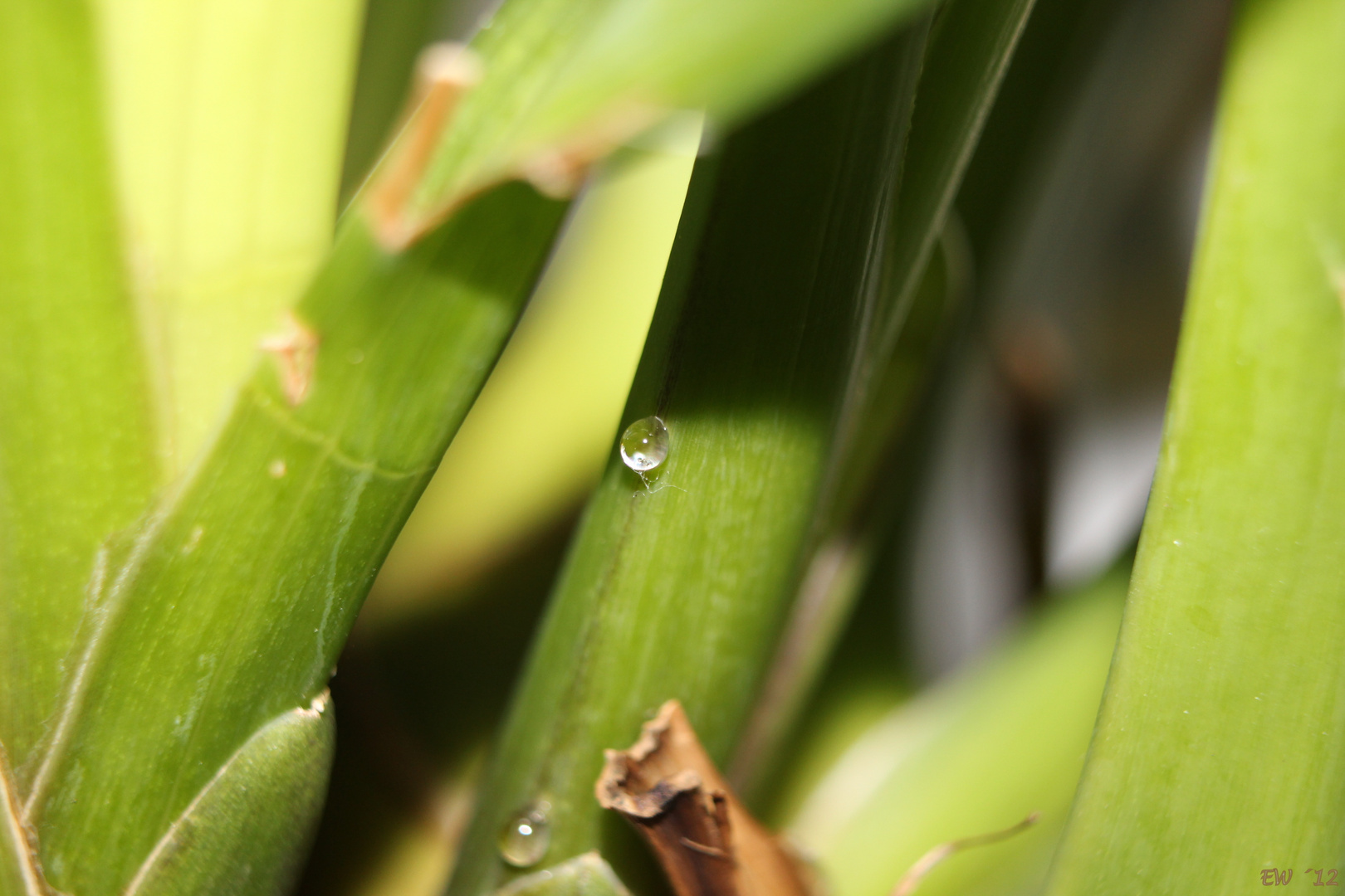 Wassertropfen... oder?