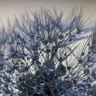 Wassertropfen - Pusteblume - Gegenlicht