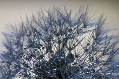 Wassertropfen - Pusteblume - Gegenlicht