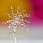 Wassertropfen-Pusteblume Nahaufnahme