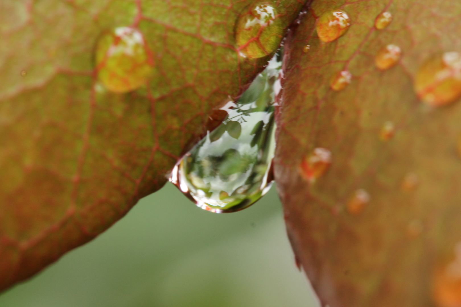 Wassertropfen- Spieglung