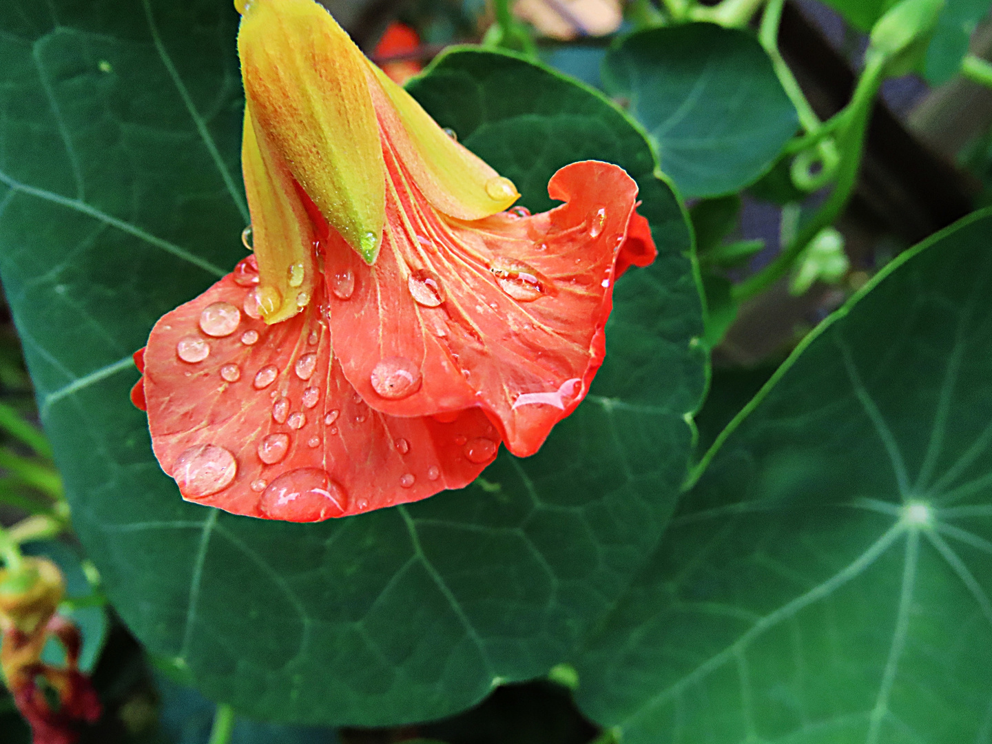 Wassertropfen - Thementag Wasser