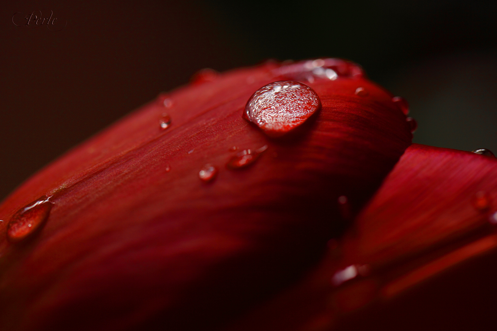 Wassertropfen treffen auf Tulpe