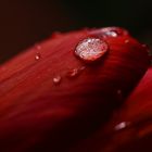 Wassertropfen treffen auf Tulpe