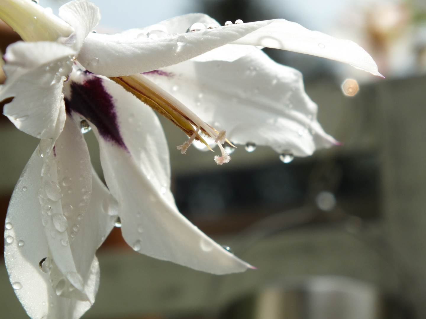 Wassertropfen umschmeicheln sanft die Lilienblätter nach einem Sommerregen 