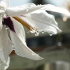 Wassertropfen umschmeicheln sanft die Lilienblätter nach einem Sommerregen 