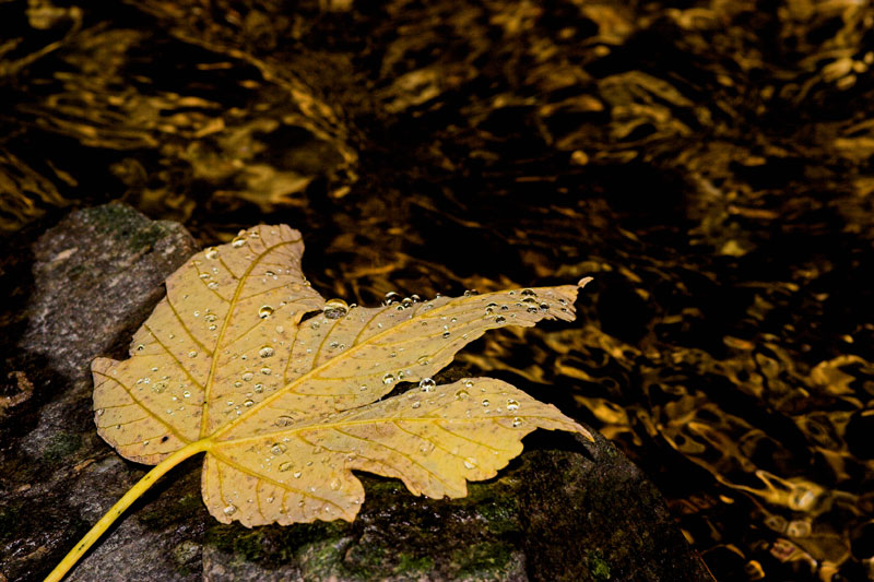 Wassertropfen und goldenes Wasser...