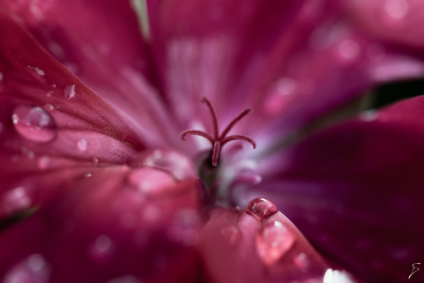 Wassertropfen und Stempel