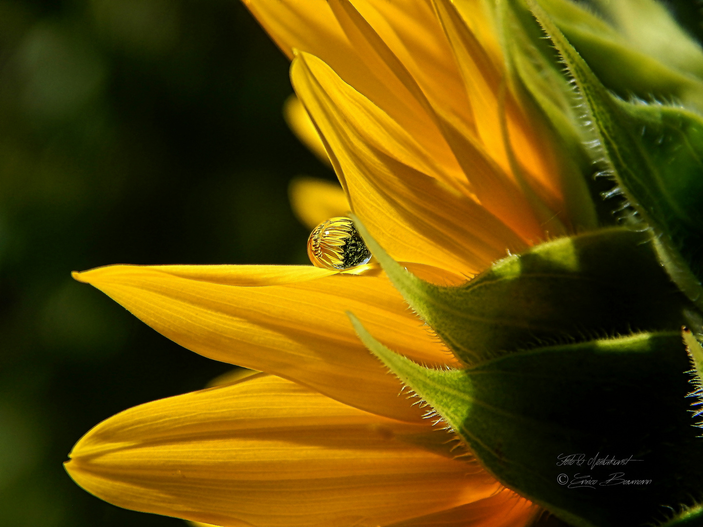 Wassertropfen veredelt die Blüte