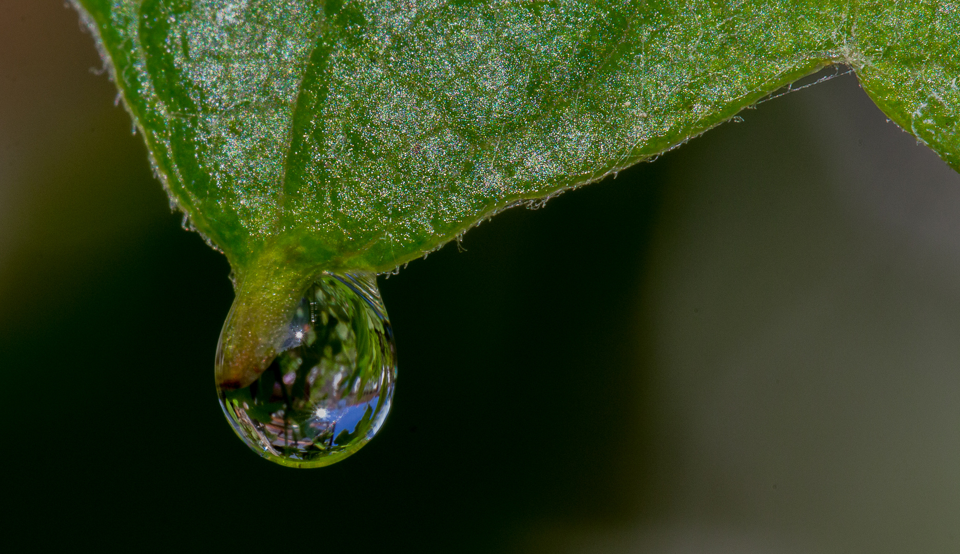 Wassertropfen, Vorgarten Miniatur