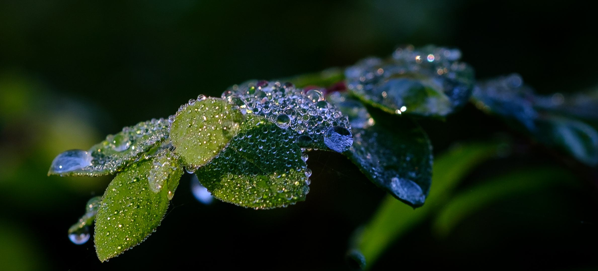 Wassertropfen, Wassertropfen und noch mehr Wassertropfen