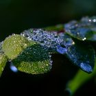 Wassertropfen, Wassertropfen und noch mehr Wassertropfen