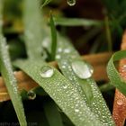 Wassertropfen - Waterdrop