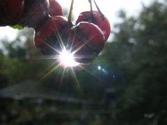 WasserTropfen ... wertvoller als ein Diamant...