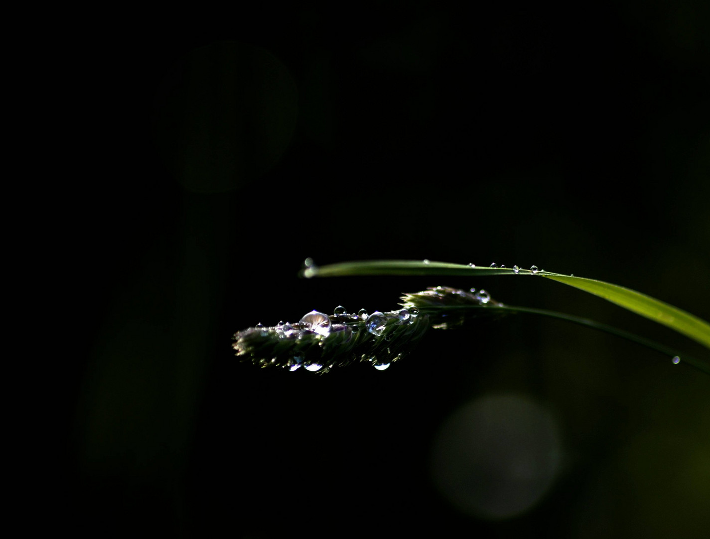 Wassertropfen wie....