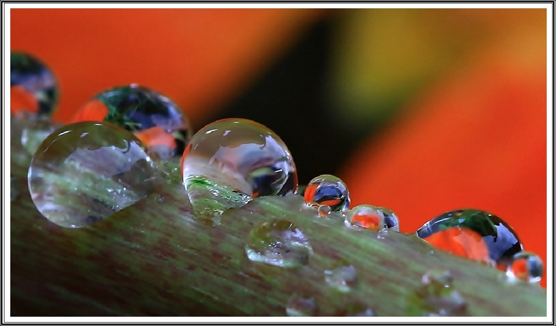 Wassertropfen wie bunte Perlen.....(2)