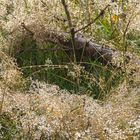 Wassertropfen wie Diamanten