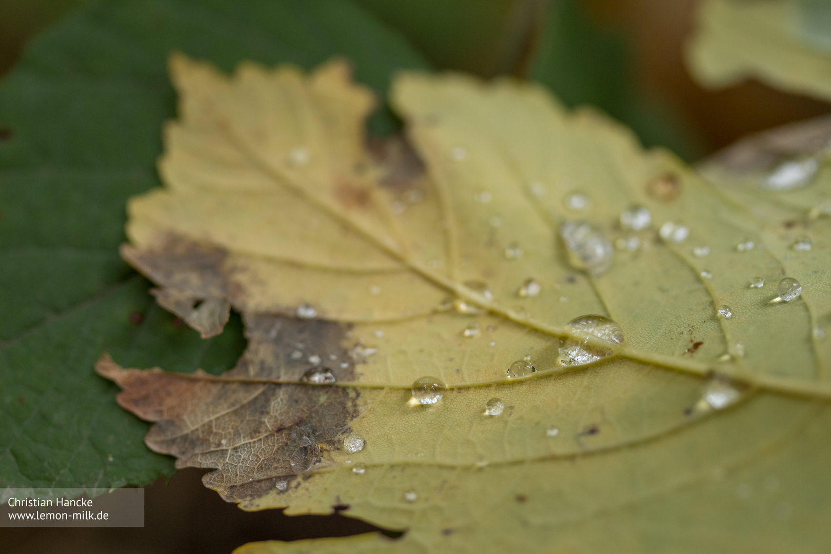 Wassertropfen wie Perlen auf Herbstlaub