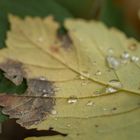 Wassertropfen wie Perlen auf Herbstlaub